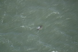 Missing Picture
